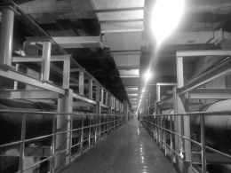 在线精品亚洲一区二区绿巨人