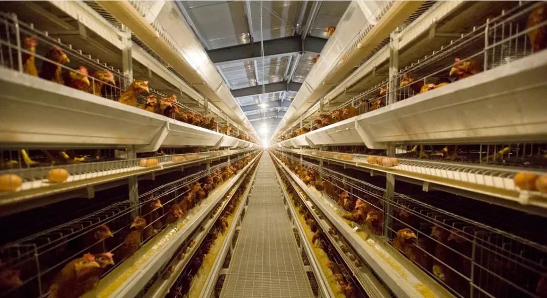 在线精品亚洲一区二区绿巨人