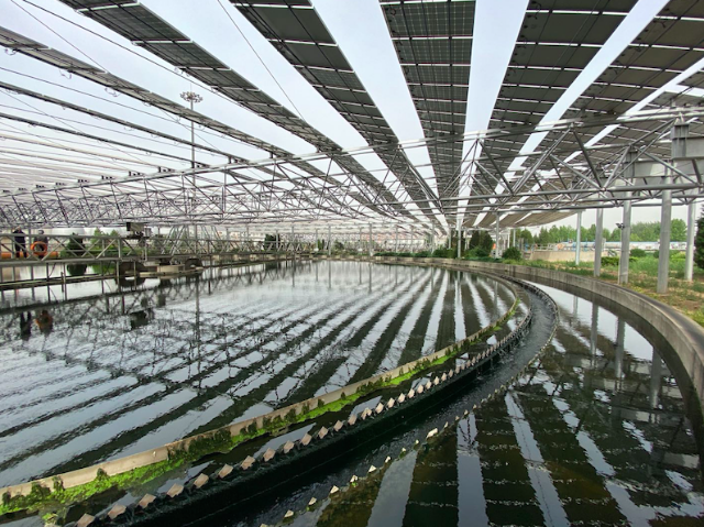 在线精品亚洲一区二区绿巨人