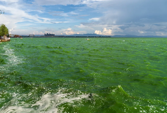 在线精品亚洲一区二区绿巨人